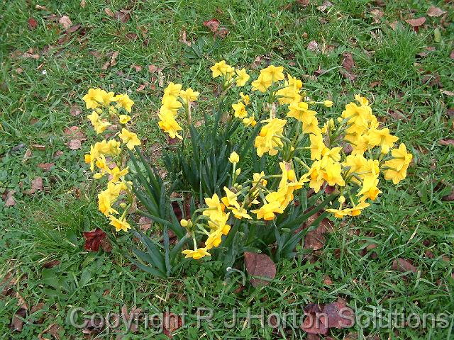 Jonquils Soleil D'Or